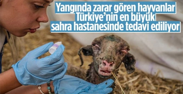 Manavgat'ta yangından etkilenen hayvanlar için sahra hastanesi kuruldu