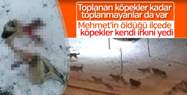 Kayseri'de köpekler kendi ırkını yedi