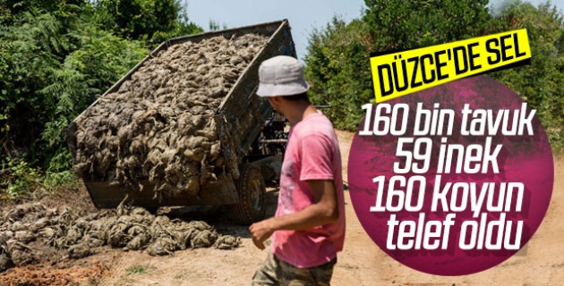 Düzce'deki selde yüz binlerce hayvan can verdi