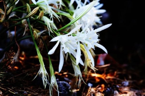 Bodrum'da kum zambağını koparmanın cezası 48 bin 625 lira