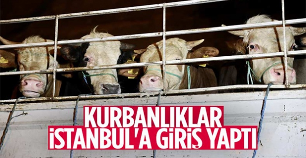 İstanbul’a kurbanlık hayvanların girişi başladı