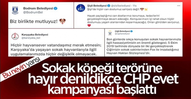 CHP'li belediyeler sokak köpeklerinin toplanmasına karşı çıktı