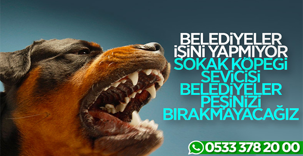 Başıboş sokak köpekleri tehlikesi devam ediyor