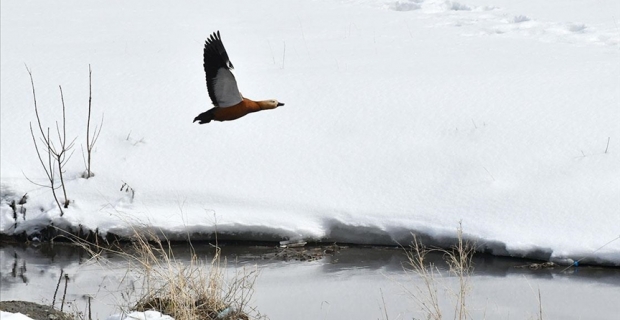Buzlar çözülünce göçmen kuşlar Kars'a dönmeye başladı