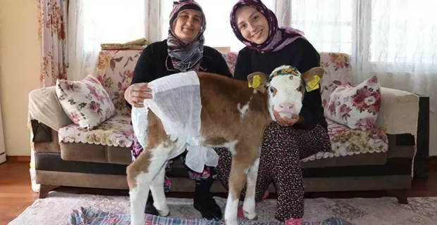 Annesi rahatsızlanan buzağıyı eve aldılar, ailenin üçüncü üyesi oldu
