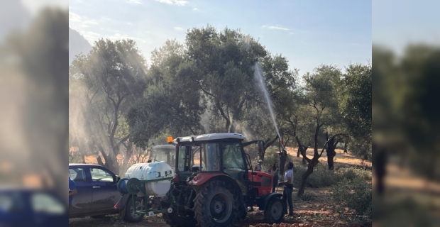 Milas’ta zeytin ağaçları taşınarak yaşatılıyor