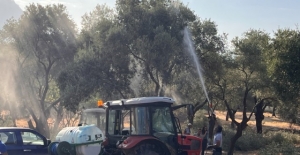 Milas’ta zeytin ağaçları...
